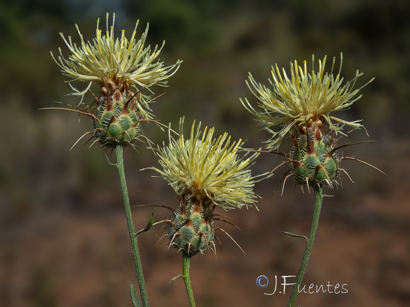 Centaurea galianoi.02