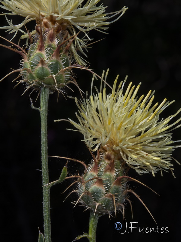 Centaurea galianoi.03
