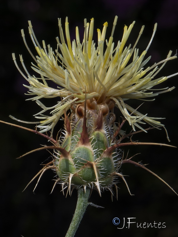 Centaurea galianoi.04