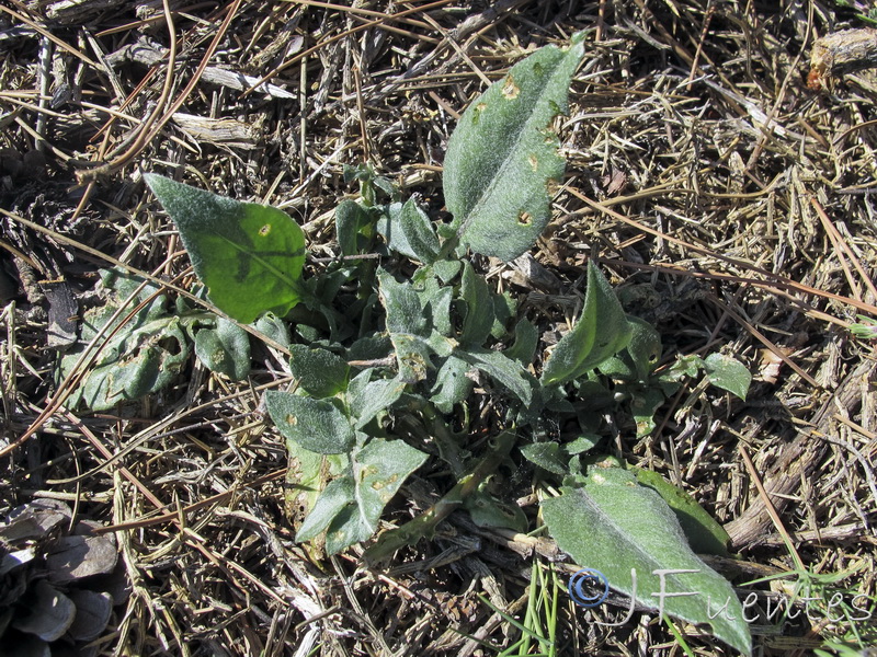Centaurea gimeni lopezi.01