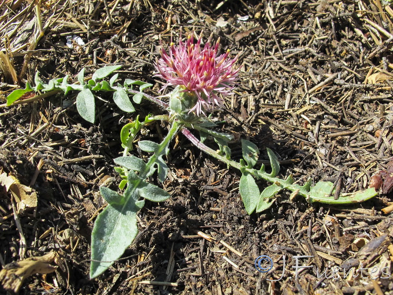 Centaurea gimeni lopezi.02