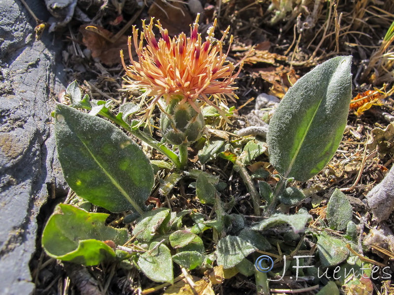 Centaurea gimeni lopezi.03