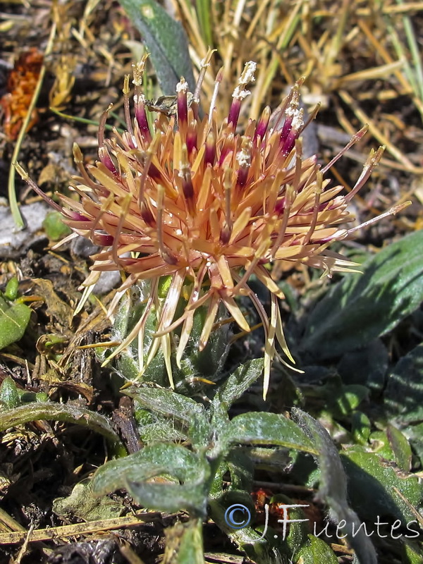Centaurea gimeni lopezi.04