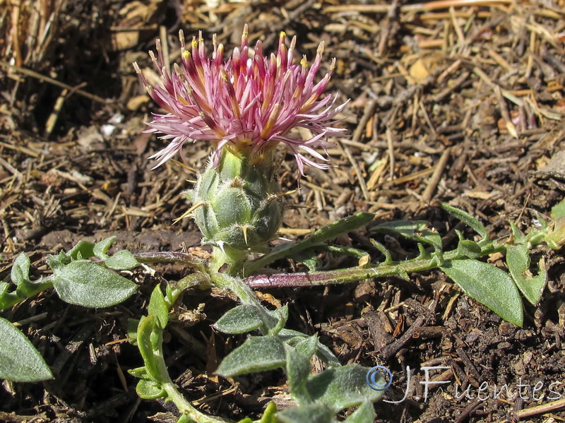 Centaurea gimeni lopezi.05