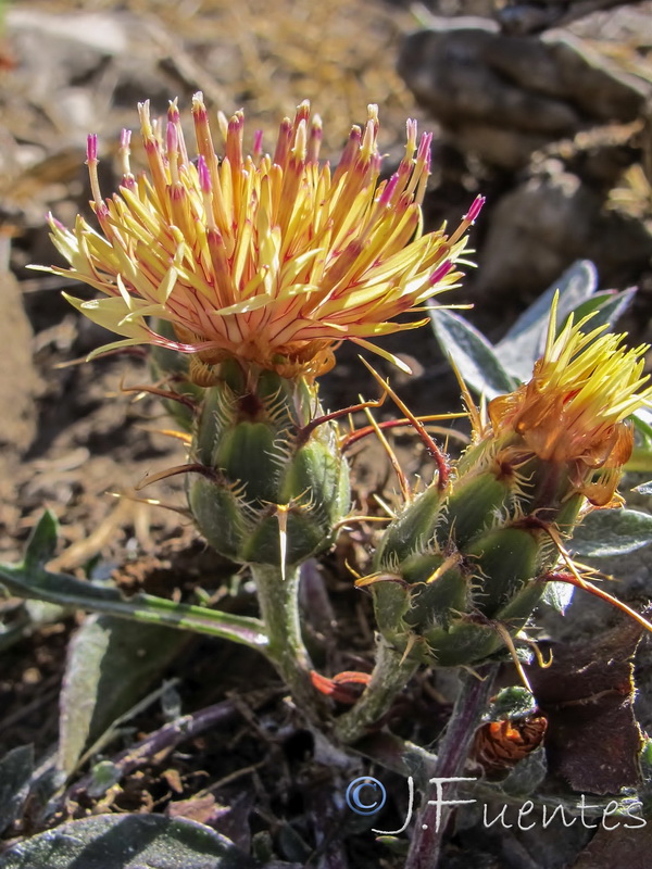 Centaurea gimeni lopezi.08