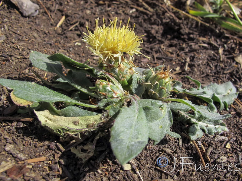 Centaurea gimeni lopezi.09