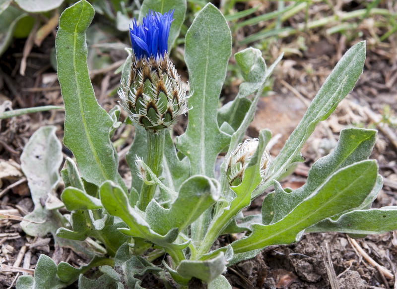 Centaurea graminifolia.03