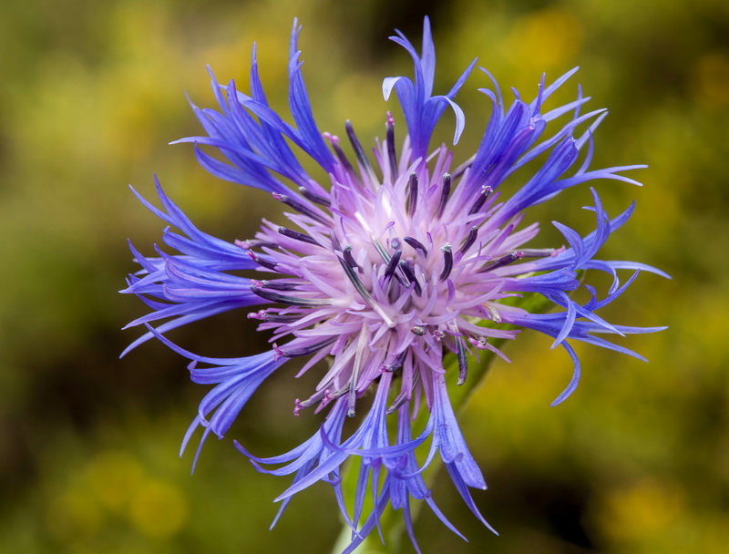 Centaurea graminifolia.13