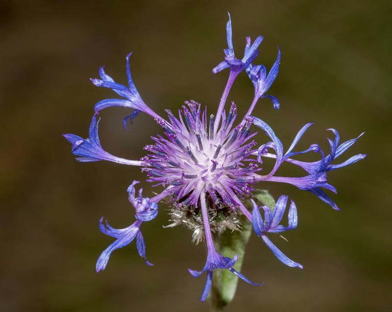 Centaurea graminifolia.14