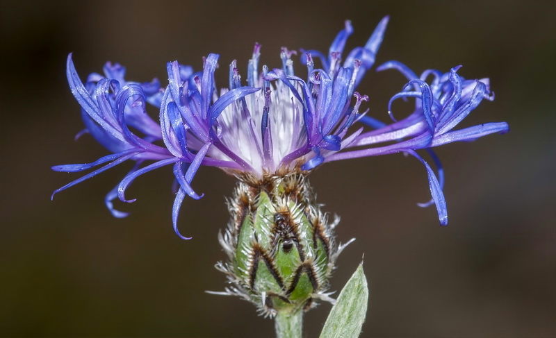 Centaurea graminifolia.15