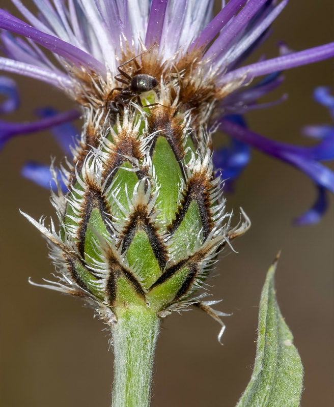 Centaurea graminifolia.16