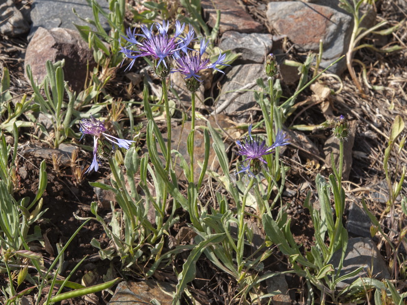 Centaurea graminifolia.20