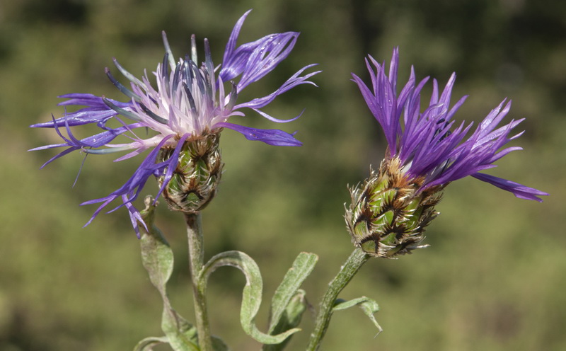 Centaurea graminifolia.21