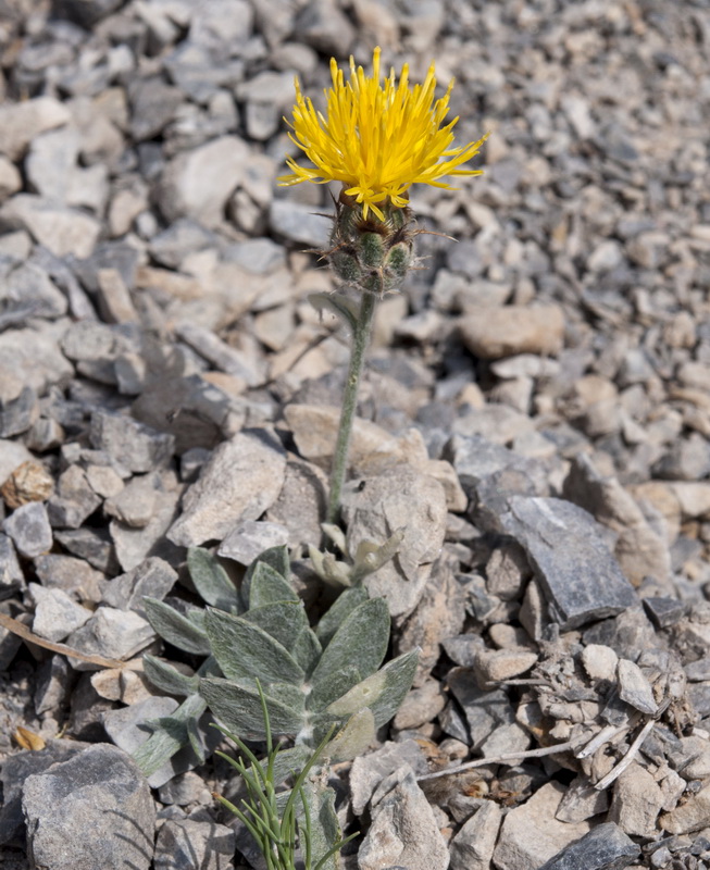 Centaurea granatensis.02