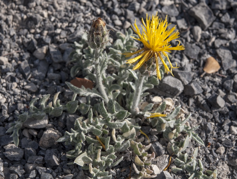 Centaurea granatensis.03