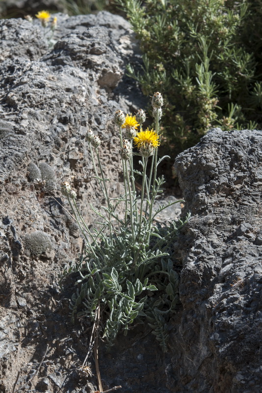 Centaurea granatensis.04