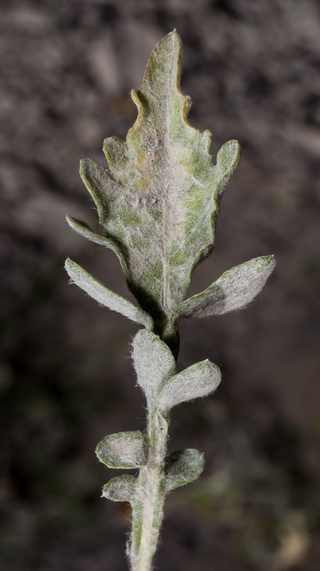 Centaurea granatensis.07