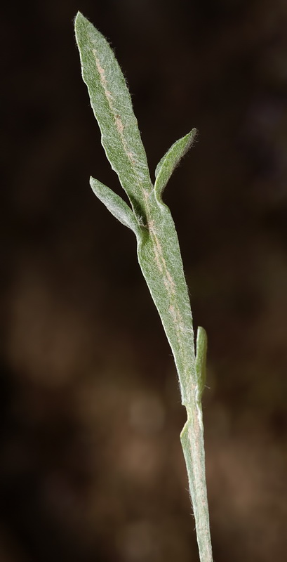 Centaurea granatensis.10