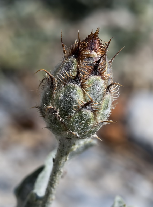 Centaurea granatensis.13