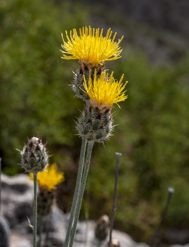 Centaurea granatensis.14