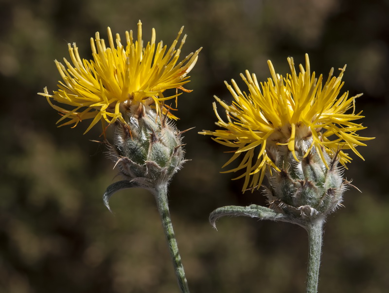 Centaurea granatensis.15