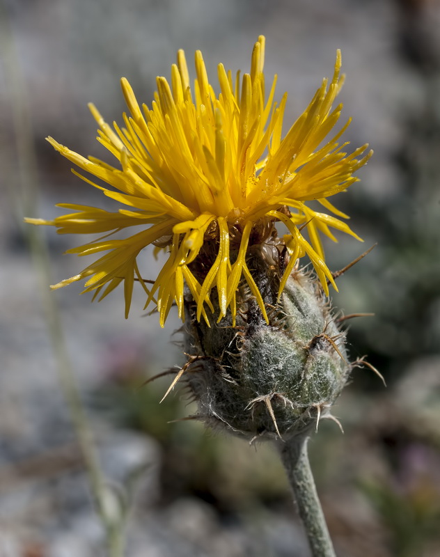 Centaurea granatensis.16