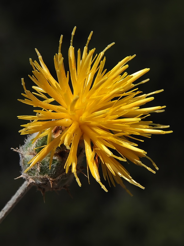 Centaurea granatensis.17