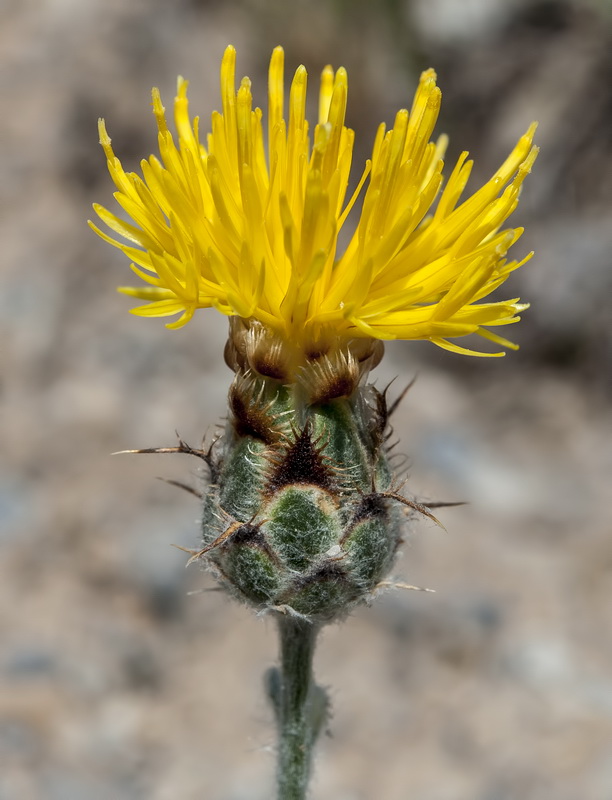 Centaurea granatensis.19