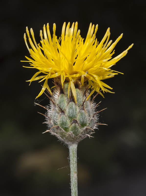 Centaurea granatensis.20