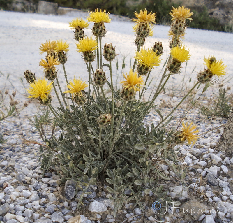 Centaurea granatensis.24