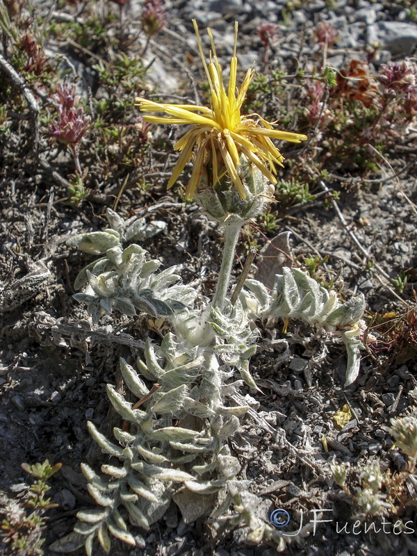 Centaurea granatensis.25