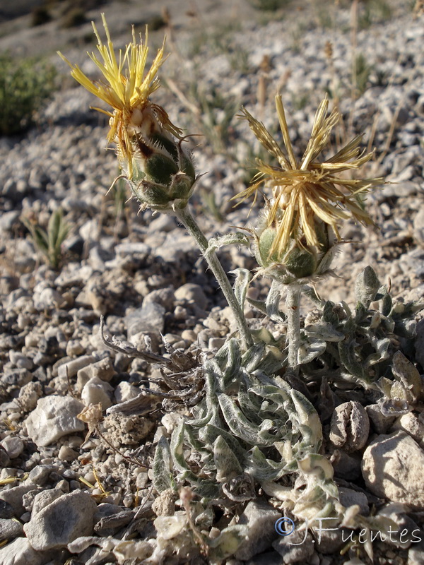 Centaurea granatensis.26