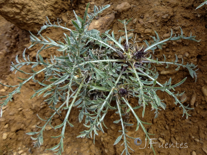 Centaurea haenseleri.01