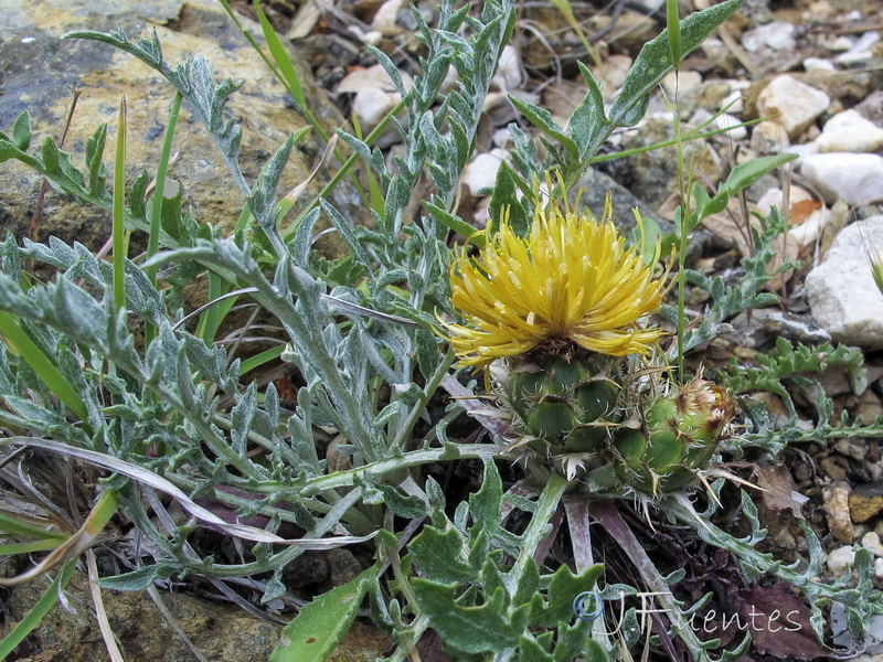 Centaurea haenseleri.04