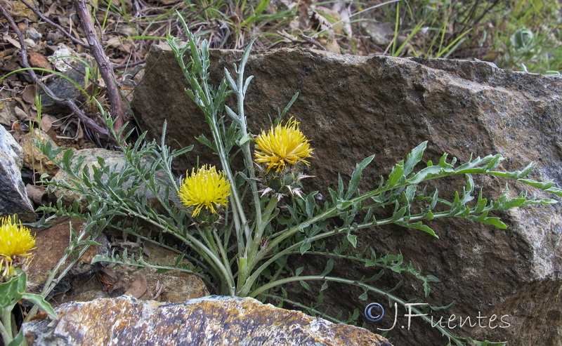 Centaurea haenseleri.05