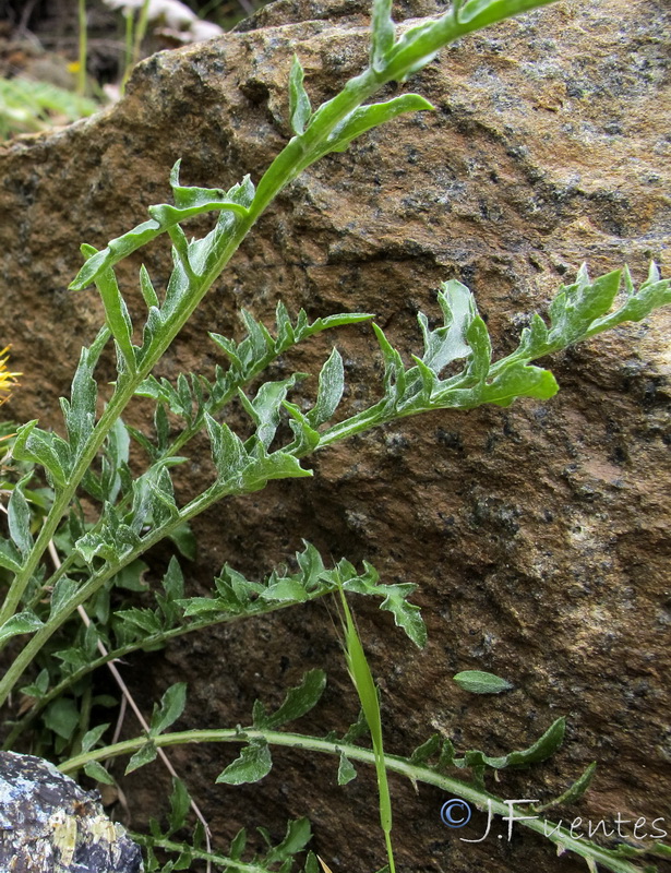 Centaurea haenseleri.06