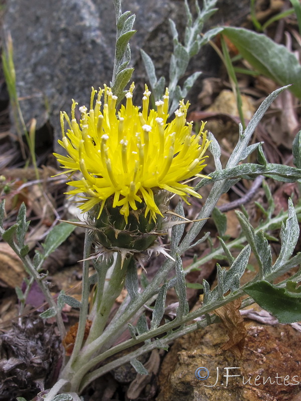 Centaurea haenseleri.07