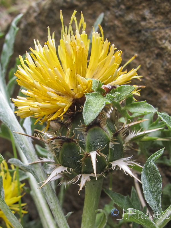 Centaurea haenseleri.08