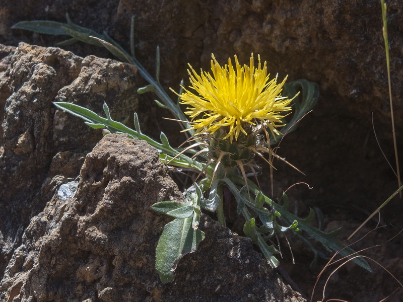 Centaurea haenseleri.10