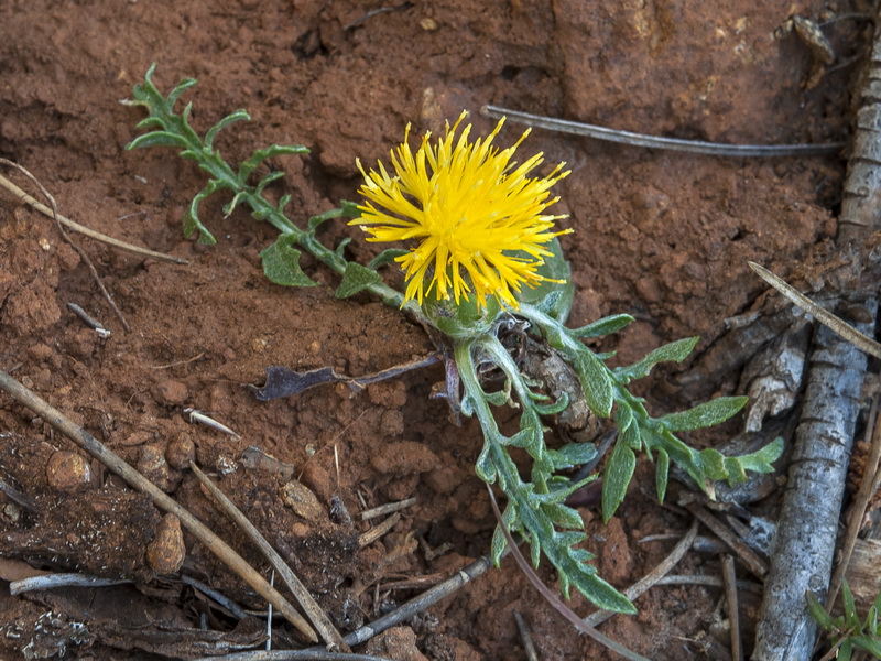 Centaurea haenseleri.12