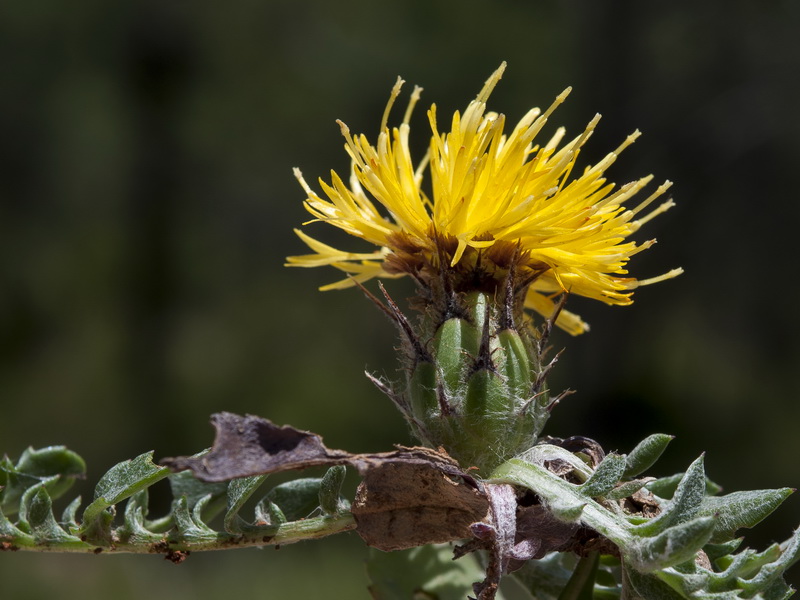 Centaurea haenseleri.13