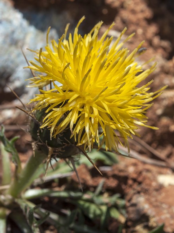 Centaurea haenseleri.18