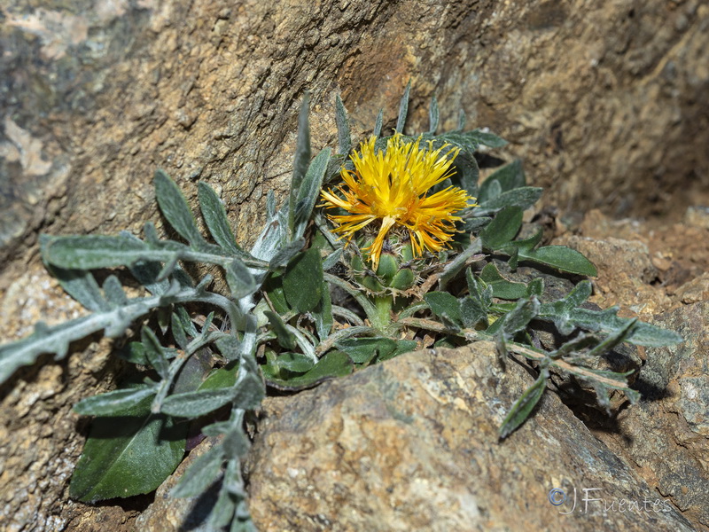 Centaurea haenseleri.20