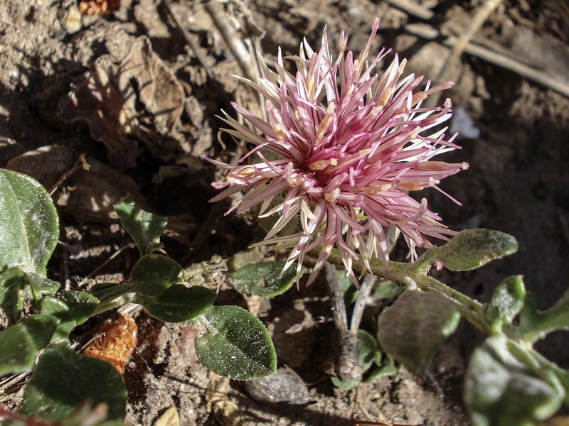 Centaurea haenseleri eppaposa.04