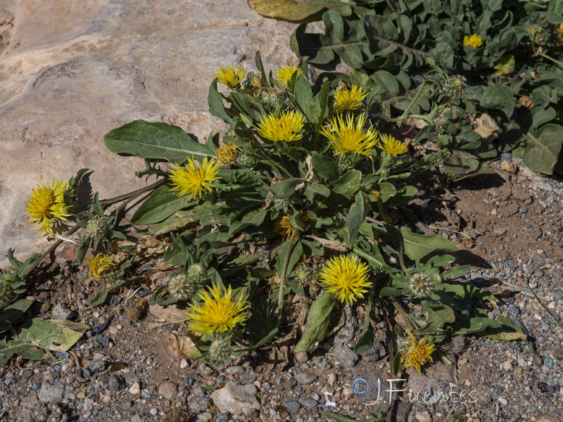 Centaurea involucrata.03