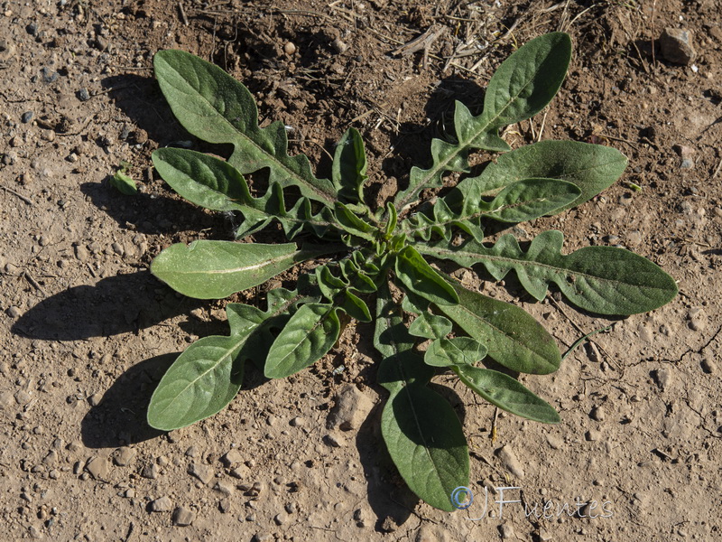 Centaurea involucrata.06