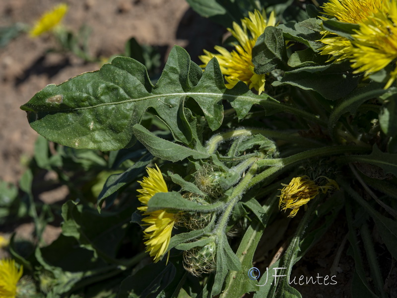 Centaurea involucrata.08