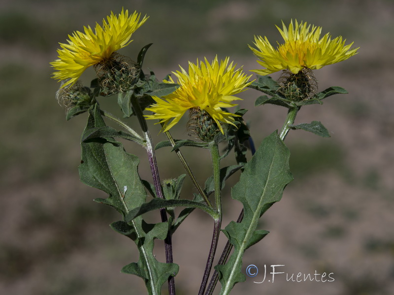 Centaurea involucrata.09