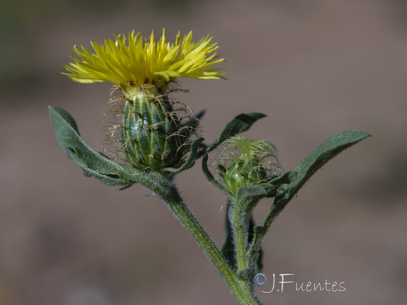 Centaurea involucrata.10