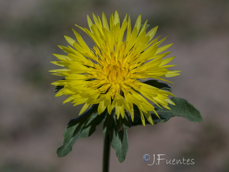 Centaurea involucrata.12